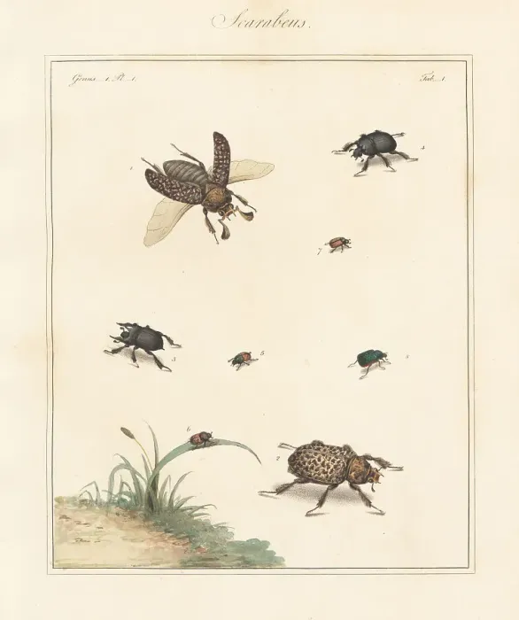 Framed Print : Scarab, minotaur, dung beetles, etc Framed Print : Scarab, minotaur, dung beetles, etc