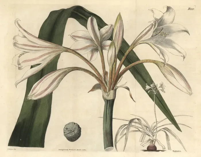 Framed Print : Scarborough lily, Cyrtanthus elatus Framed Print : Scarborough lily, Cyrtanthus elatus