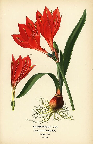 Scarborough lily, Cyrtanthus elatus