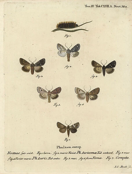 Scarce dagger, sycamore, nutmeg and varied coronet moths