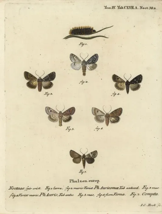 Framed Print : Scarce dagger, sycamore, nutmeg and varied coronet moths Framed Print : Scarce dagger, sycamore, nutmeg and varied coronet moths