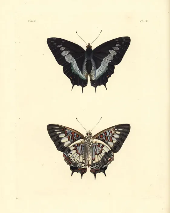Framed Print : Scarce forest emperor, Charaxes etesipe Framed Print : Scarce forest emperor, Charaxes etesipe