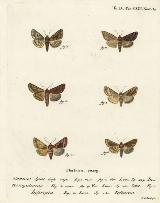 Framed Print : Scarce silver Y, plain golden Y and gold spot Framed Print : Scarce silver Y, plain golden Y and gold spot