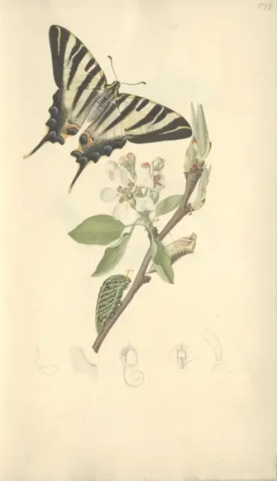 Framed Print : Scarce Swallowtail by John Curtis (1791 - 1862) Framed Print : Scarce Swallowtail by John Curtis (1791 - 1862)