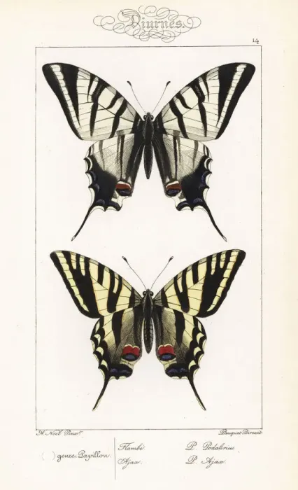 Framed Print : Scarce swallowtail and unknown swallowtail Framed Print : Scarce swallowtail and unknown swallowtail