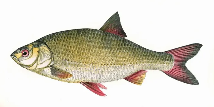 Framed Print : Scardinius erythropthalmus, or Common Rudd Framed Print : Scardinius erythropthalmus, or Common Rudd