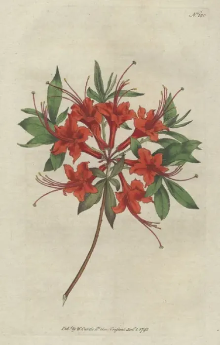 Framed Print : Scarlet azalea, Rhododendron calendir laceum Framed Print : Scarlet azalea, Rhododendron calendir laceum
