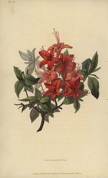 Scarlet azalea, Rhododendron nudiflorum coccinea major