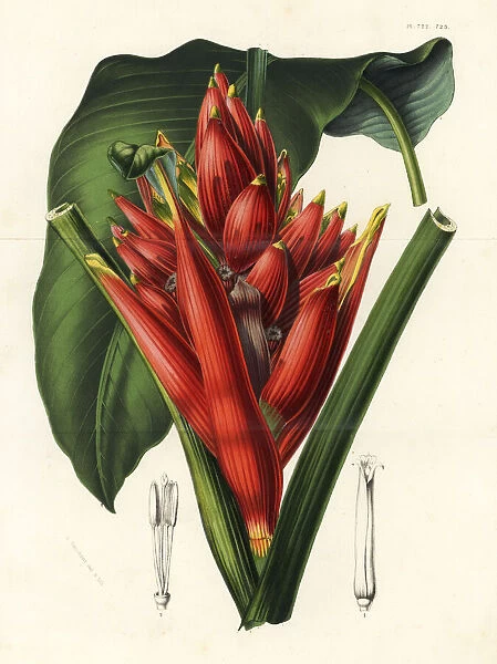 Scarlet banana or red-flowering banana, Musa coccinea