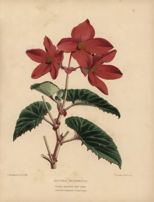 Framed Print : Scarlet begonia intermedia Framed Print : Scarlet begonia intermedia