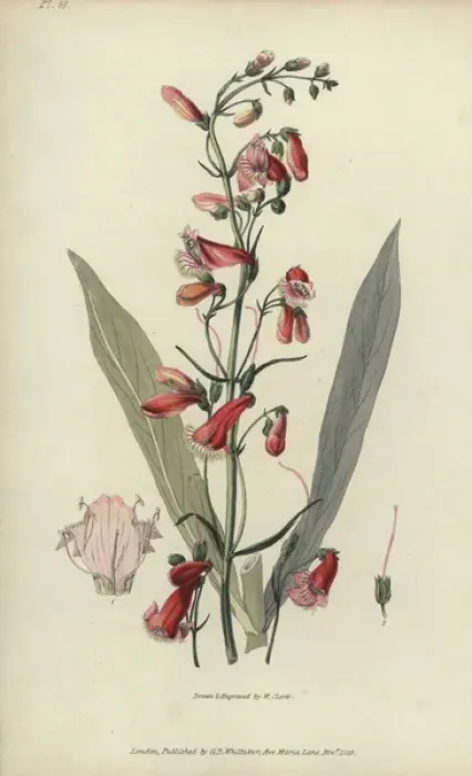 Framed Print : Scarlet bugler, Penstemon barbatus Framed Print : Scarlet bugler, Penstemon barbatus