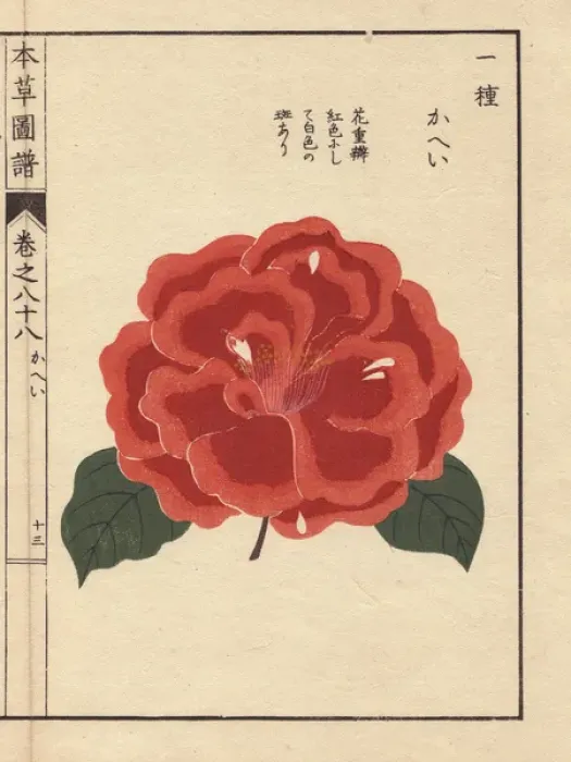 Framed Print : Scarlet camellia, Kahei, Thea japonica Nois Framed Print : Scarlet camellia, Kahei, Thea japonica Nois