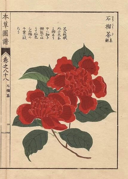 Scarlet camellia, Sekirousa, Thea japonica