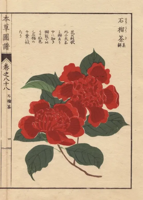 Framed Print : Scarlet camellia, Sekirousa, Thea japonica Framed Print : Scarlet camellia, Sekirousa, Thea japonica