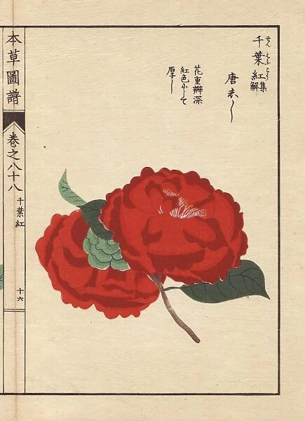 Scarlet camellia, Toushishi, Thea japonica