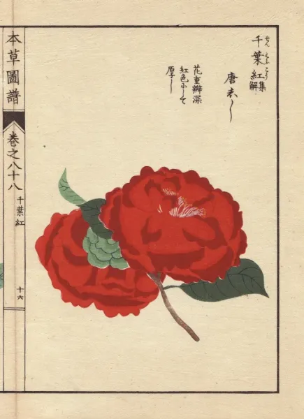 Scarlet Camellia Toushishi Thea Japonica Nois Flore Photos Prints Framed