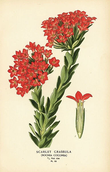 Scarlet carrula, Crassula coccinea