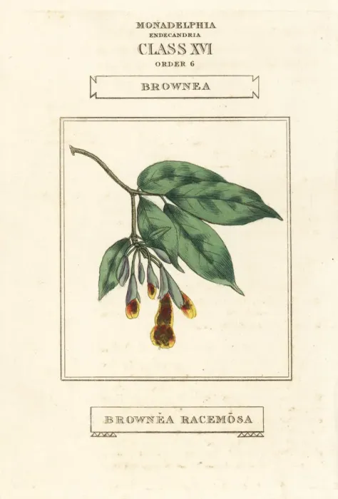 Framed Print : Scarlet flame bean, Brownea coccinea subsp. capitella Framed Print : Scarlet flame bean, Brownea coccinea subsp. capitella