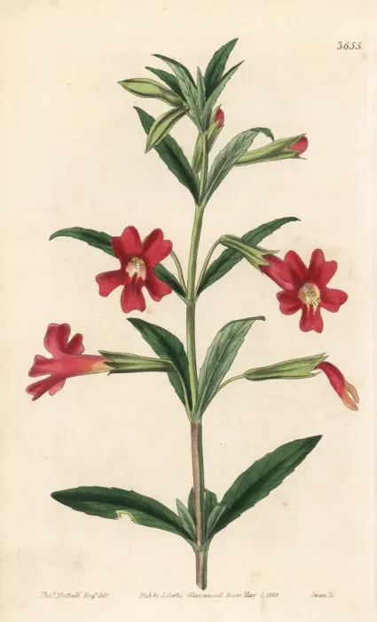 Framed Print : Scarlet-flowered diplacus, Diplacus glutinosus Framed Print : Scarlet-flowered diplacus, Diplacus glutinosus