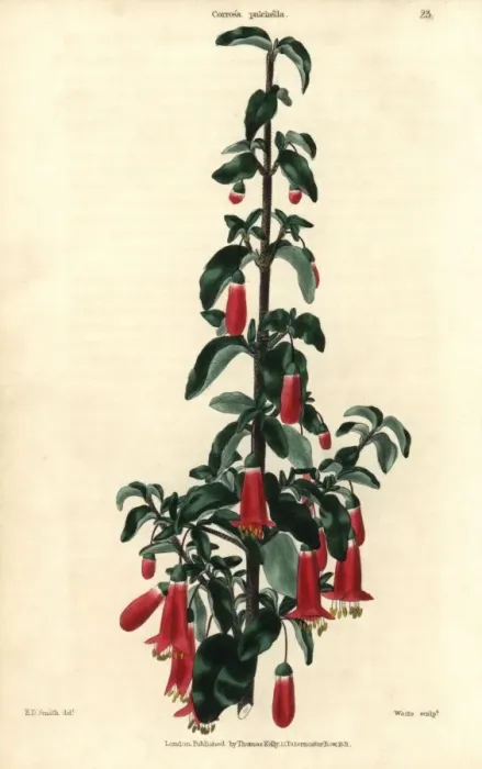 Framed Print : Scarlet flowered salmon correa, Corroea pulchella Framed Print : Scarlet flowered salmon correa, Corroea pulchella