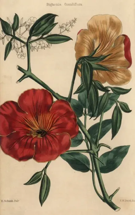 Framed Print : Scarlet flowered trumpet-flower, Bignonia grandiflora Framed Print : Scarlet flowered trumpet-flower, Bignonia grandiflora