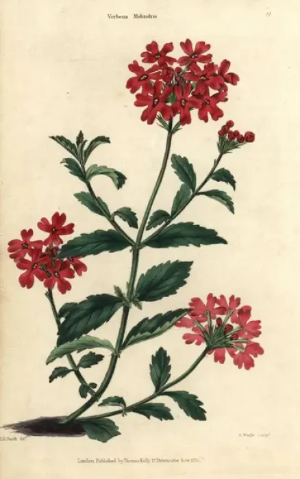 Framed Print : Scarlet flowered vervain, Verbena melindris Framed Print : Scarlet flowered vervain, Verbena melindris
