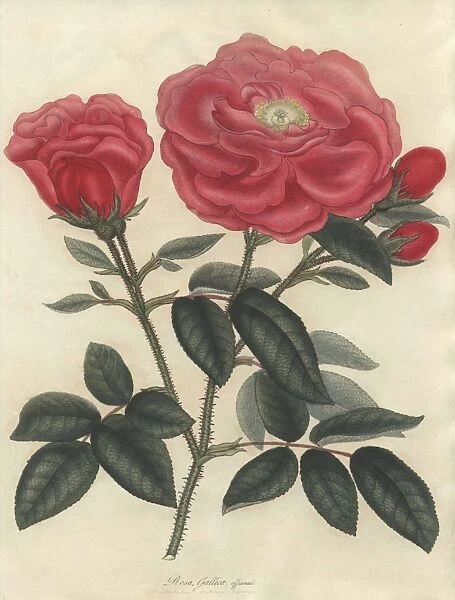 Scarlet French rose, Rosa gallica officinalis