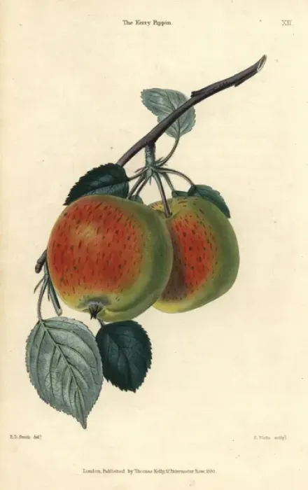 Framed Print : Scarlet fruit and leaves of the Kerry Pippin Framed Print : Scarlet fruit and leaves of the Kerry Pippin