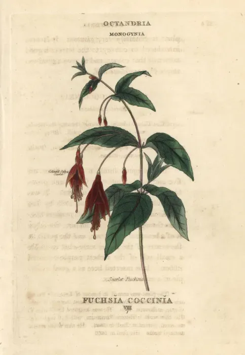 Framed Print : Scarlet fuchsia, Fuchsia coccinea Framed Print : Scarlet fuchsia, Fuchsia coccinea