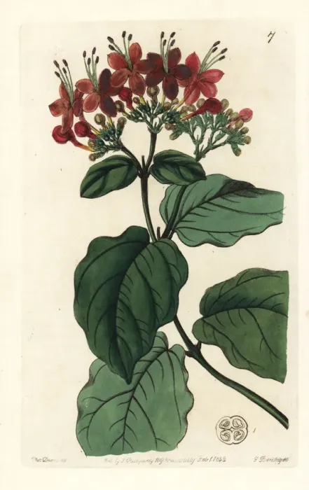 Framed Print : Scarlet glory-tree, Clerodendrum splendens Framed Print : Scarlet glory-tree, Clerodendrum splendens