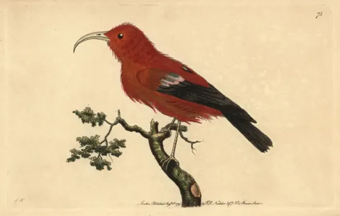 Framed Print : Scarlet Hawaiian honeycreeper, Vestiaria coccinea Vulnerable Framed Print : Scarlet Hawaiian honeycreeper, Vestiaria coccinea Vulnerable