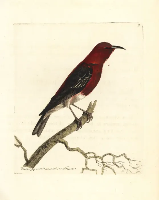 Framed Print : Scarlet honeyeater, Myzomela sanguinolenta Framed Print : Scarlet honeyeater, Myzomela sanguinolenta