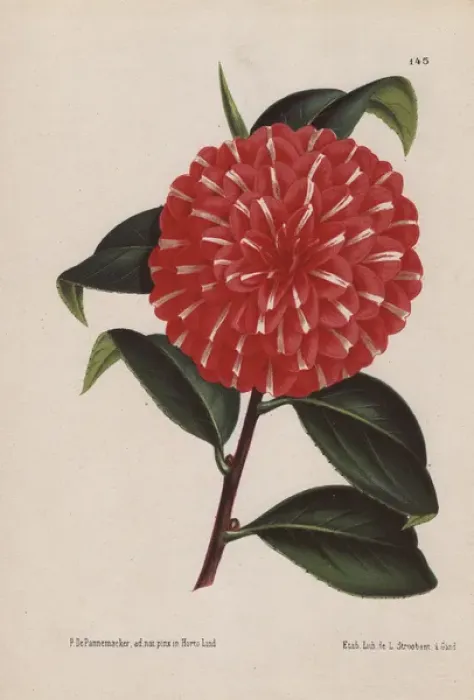 Framed Print : Scarlet hybrid camellia, Caprioli, Thea japonica Framed Print : Scarlet hybrid camellia, Caprioli, Thea japonica