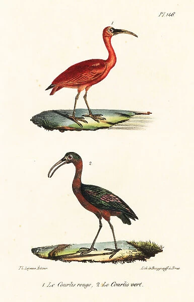 Scarlet ibis and olive ibis