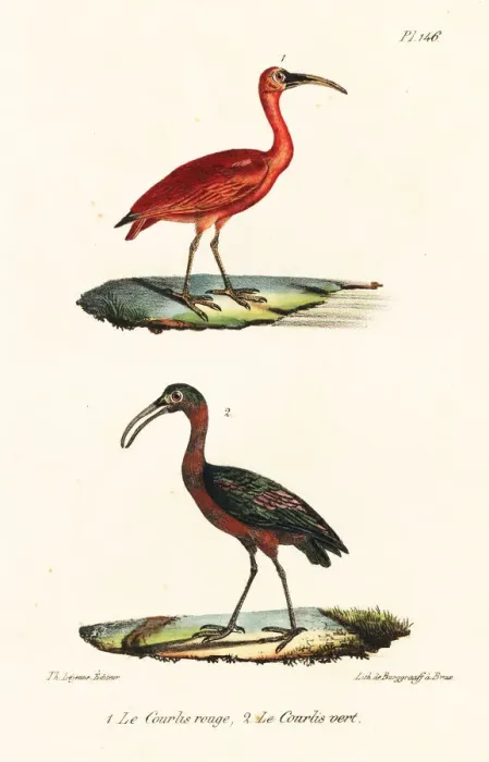 Framed Print : Scarlet ibis and olive ibis Framed Print : Scarlet ibis and olive ibis