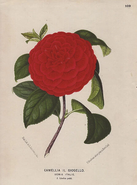 Scarlet Il Giogello camellia, Thea japonica