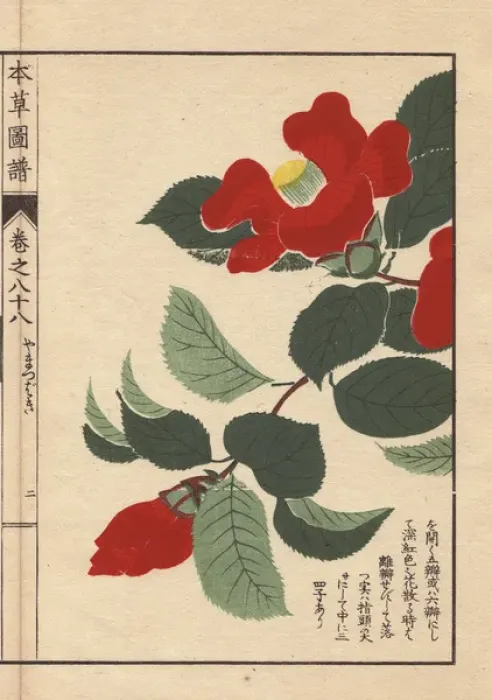 Framed Print : Scarlet Japanese mountain camellias, Yama tsubaki Framed Print : Scarlet Japanese mountain camellias, Yama tsubaki