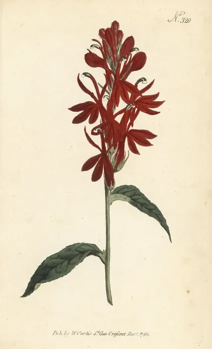 Framed Print : Scarlet lobelia or cardinal's flower, Lobelia cardinalis Framed Print : Scarlet lobelia or cardinal's flower, Lobelia cardinalis