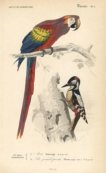 Scarlet macaw, Ara macao, and great spotted