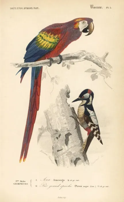 Framed Print : Scarlet macaw, Ara macao, and great spotted Framed Print : Scarlet macaw, Ara macao, and great spotted