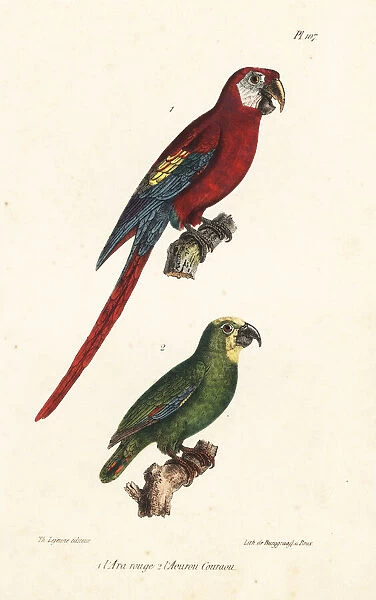 Scarlet macaw and orange-winged amazon