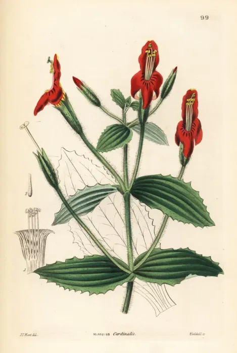 Framed Print : Scarlet monkey flower, Mimulus cardinalis Framed Print : Scarlet monkey flower, Mimulus cardinalis