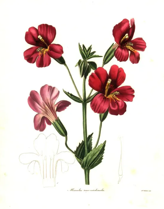 Framed Print : Scarlet monkeyflower or cardinal monkey flower Framed Print : Scarlet monkeyflower or cardinal monkey flower