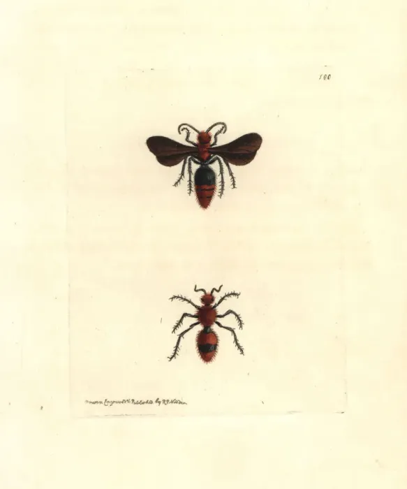 Framed Print : Scarlet mutilla wasp, Mutilla coccinea Framed Print : Scarlet mutilla wasp, Mutilla coccinea