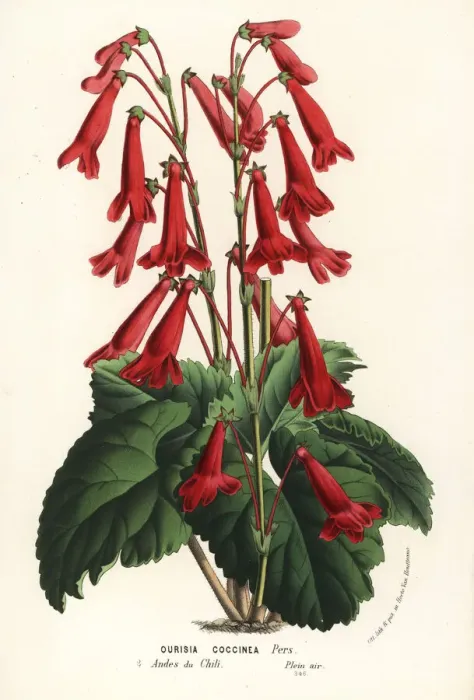 Framed Print : Scarlet ourisia, Ourisia coccinea Framed Print : Scarlet ourisia, Ourisia coccinea