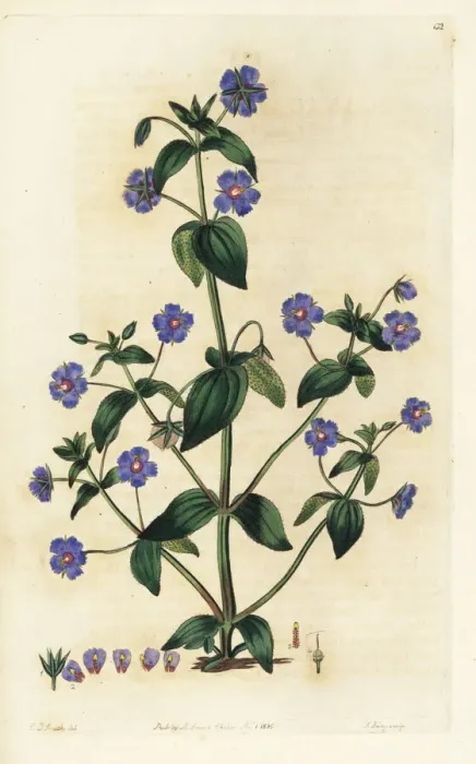 Framed Print : Scarlet pimpernel, Anagallis arvensis Framed Print : Scarlet pimpernel, Anagallis arvensis