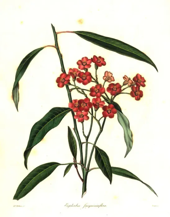 Framed Print : Scarlet plume, Euphorbia fulgens Framed Print : Scarlet plume, Euphorbia fulgens