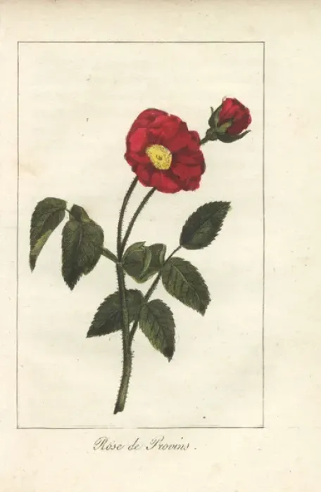 Framed Print : Scarlet Provence rose, Rosa gallica Framed Print : Scarlet Provence rose, Rosa gallica
