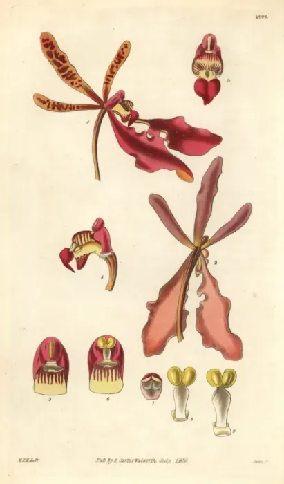 Framed Print : Scarlet renanthera orchid, Renanthera coccinea Framed Print : Scarlet renanthera orchid, Renanthera coccinea