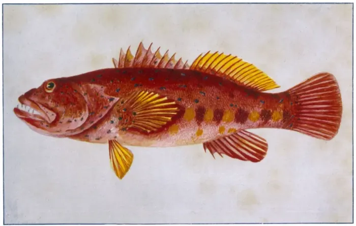 Framed Print : Scarlet Rock Cod Framed Print : Scarlet Rock Cod